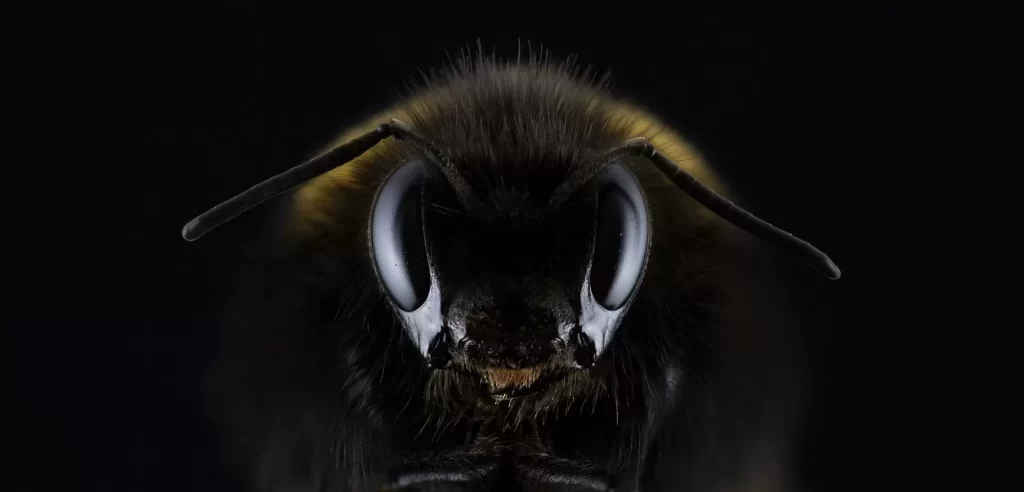 hummel 1353423 1920 jpg webp