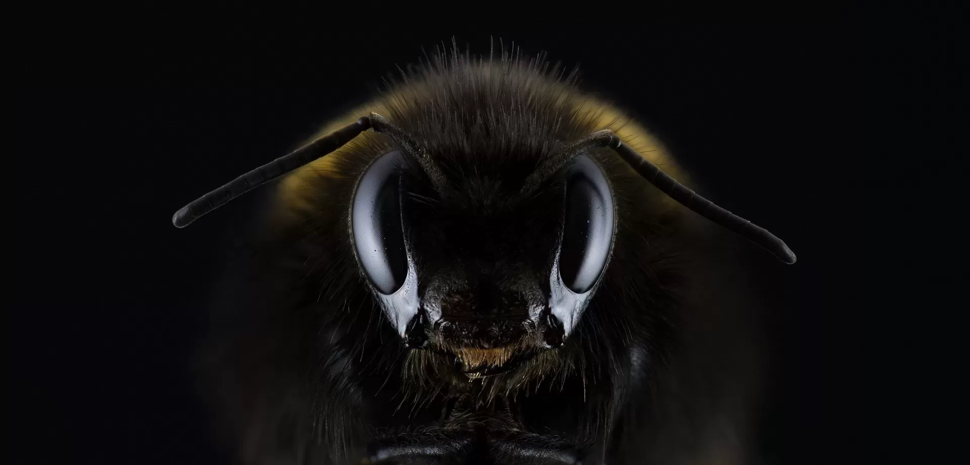 hummel 1353423 1920 jpg webp